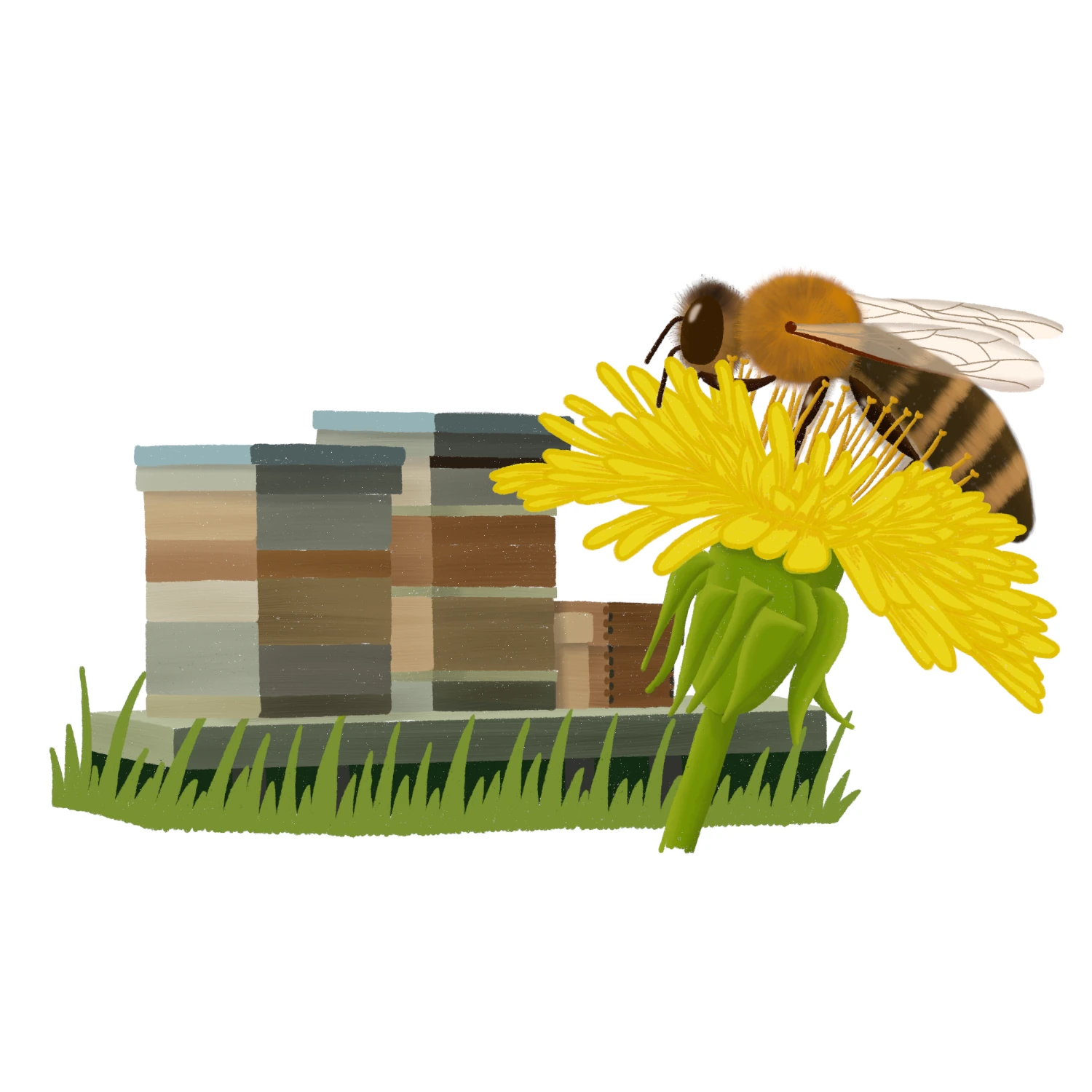 Logo-voor-imker-bijenstand-bijenkasten-paardebloem-door-Paulien-van-de-Kuijlen.webp Illustratie van een bijenstand met twee grote en twee kleine bijenkasten, met op de voorgrond een grote gele paardenbloem waarop een bij zit. De naam van het bedrijf staat rond de afbeelding. Gemaakt in Procreate door Paulien van de Kuijlen.